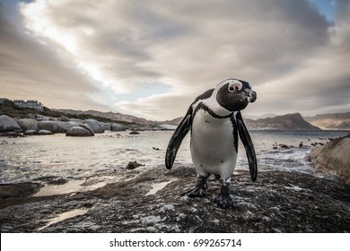 Penguin, Boulders Beach 