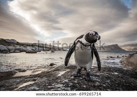 Penguin, Boulders Beach 