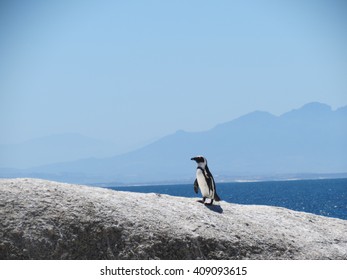 Penguin At Boulders Beach South Africa