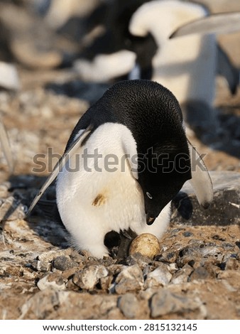  penguin, penguin, chick, egg, nest, nesting, antarctica, wildlife, seabird, nature, bird, polar, parenting, hatching, pebbles, rocks, colony, pygoscelis adeliae, newborn, baby penguin, antarctic, wildlife photography, animal behavior, care, motherhood, fatherhood, hatchling, extreme climate, natural habitat, fauna