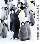 Penguin chicks flock together in large groups, and pairs of adult penguins take turns guarding.