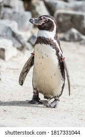 Penguin In The Cologne Zoo