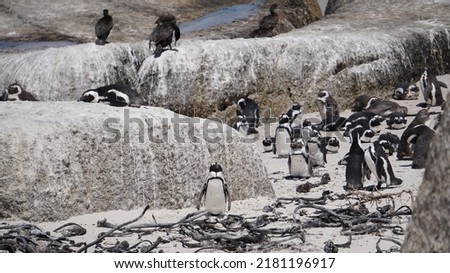 Penguin colony blackfooted in South Africa boulders beach natural habitat tourist attraction wildlife