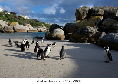 Penguin Colony At Boulders Beach