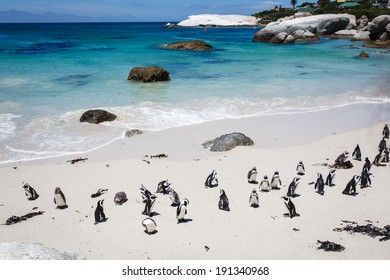 Penguin Colony - Boulders Beach, Cape Town, South Africa