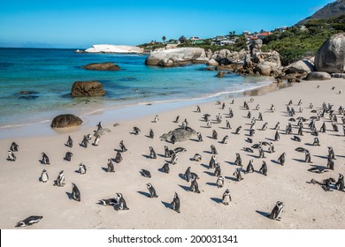 Penguin Colony - Boulders Beach, Cape Town, South Africa - Shutterstock ID 200031341