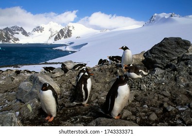 Penguin colony in front of beautiful glaciers in Antarctica landscape