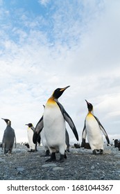 Penguin Colony On South Georgia