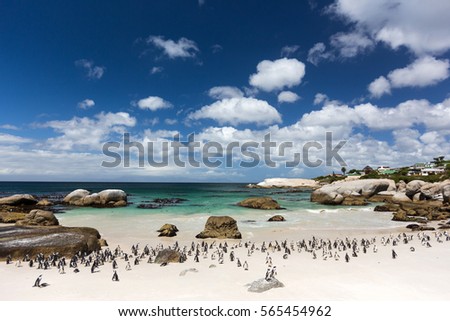 Penguin Colony on the sunny beach. Boulders Beach, near Cape Town, South Africa