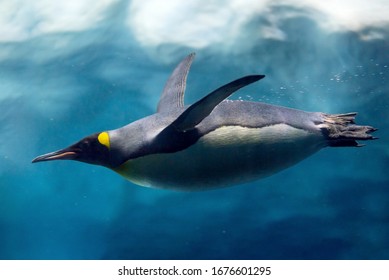 Penguin diving under ice, underwater photography .