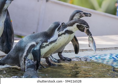 penguin with fish images