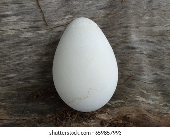 Penguin Egg