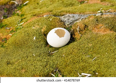 573 King Penguin Egg Stock Photos, Images & Photography | Shutterstock