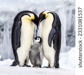 penguin family in antarctic region wild life sea birds