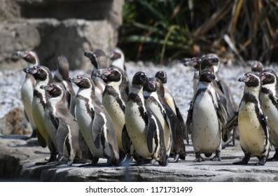 The Penguin Family At Chester Zoo (UK)