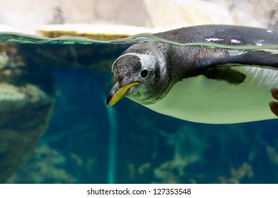 Penguin Floating Underwater, Genoa Aquarium, Italy