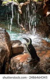 Penguin in front of a waterfall