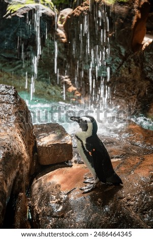 Penguin in front of a waterfall