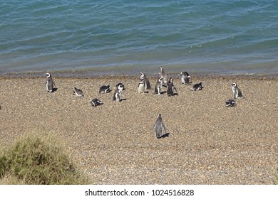 penguin group in the beach from Peninsula Valdes, Patagonia, Argentina, wildlife