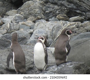 Penguin Habitat In Northern Chile