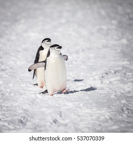 Penguin Happy With Walking On  Snow.