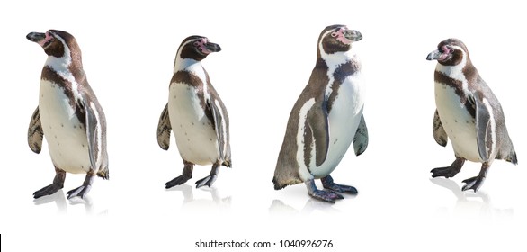 Penguin Isolated On A White Background