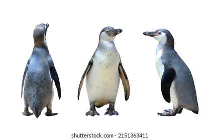 Penguin Isolated On White Background.