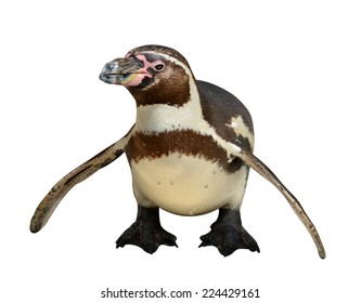 Penguin Isolated On White Background