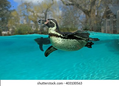 Penguin In London Zoo , Regent Park 