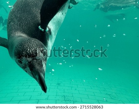 Penguin looking though a window bubbles