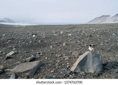 
Penguin Mascot On Wind-weathered Ventifact Rock Dry Valley