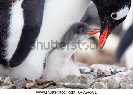 penguin in its nest to protect her cub. Antarctica