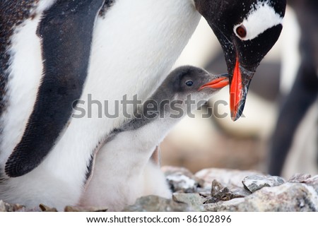 penguin in its nest to protect her cub. Antarctica