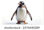 penguin on isolated background with high detailing