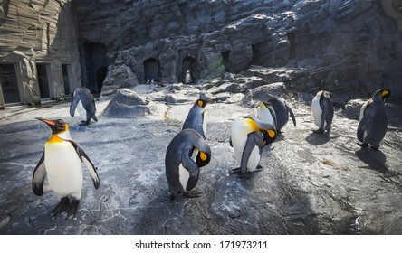 Penguin Parade