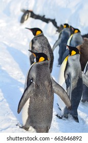 Penguin Parade