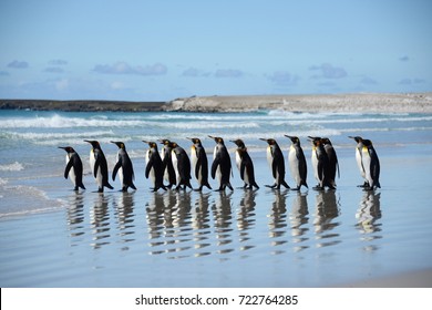 Penguin Parade