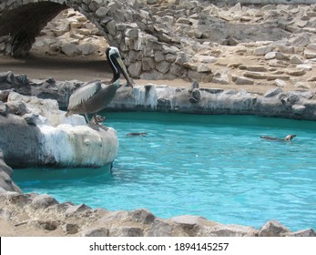 Penguin And Pelican Enclosure In Zoo