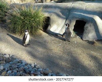 Penguin At The Philadelphia Zoo