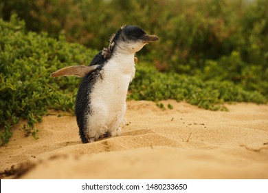 Penguin In Phillip Island Australia