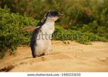 Penguin in Phillip Island Australia