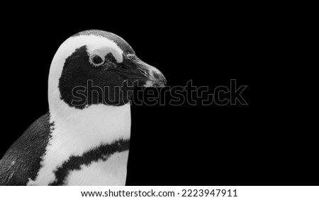 Similar – Image, Stock Photo pi-pa-penguin Zoo Animal