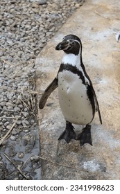 Penguin posing for the camera