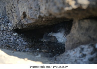 Penguin Sleeping In The Day Time At St Kilda Beach