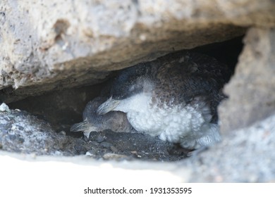 Penguin Sleeping In The Day Time At St Kilda Beach