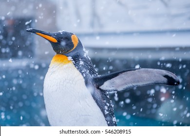 Penguin In Snow At Japan Hokkaido Asahikawa