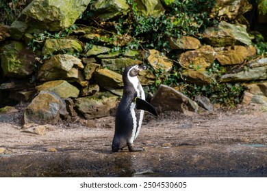 A penguin standing on a rocky shore, with its wings slightly spread. The background features a natural setting with rocks and greenery, creating a serene atmosphere. - Powered by Shutterstock