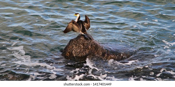 Penguin Sunning Itself At St Kilda