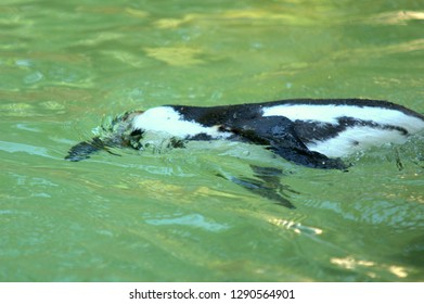 Schwimmen mit pinguinen