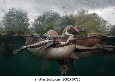 Penguin Swimming In Enclosure At The Zoo